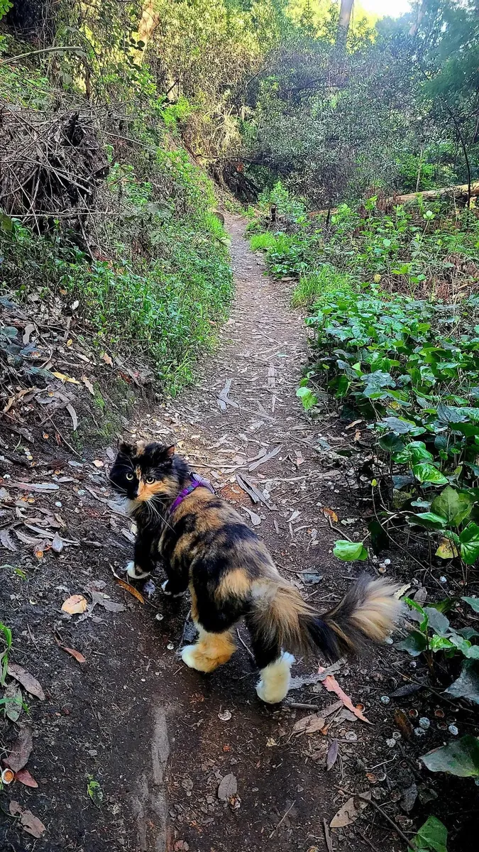 Норвежская лесная кошка