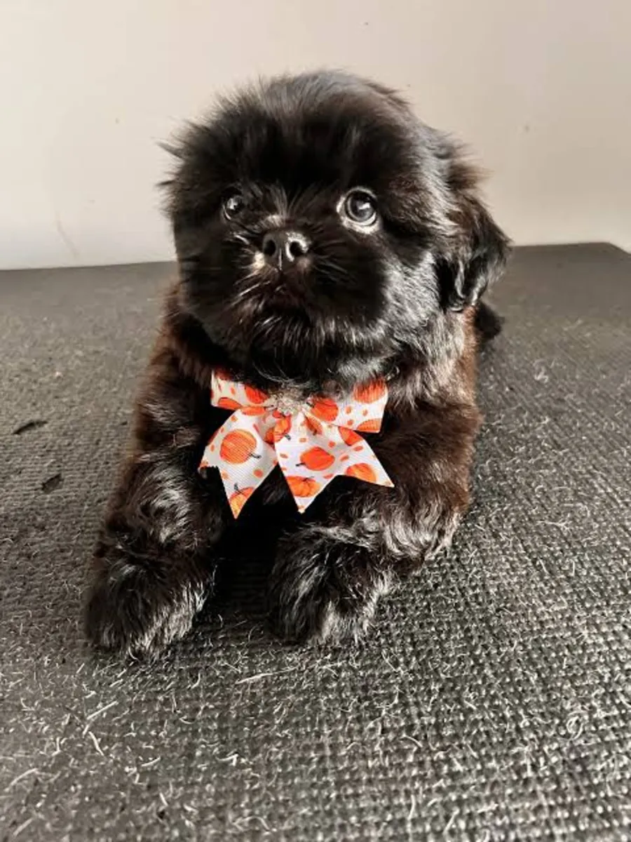 美丽的帝国西施犬幼犬