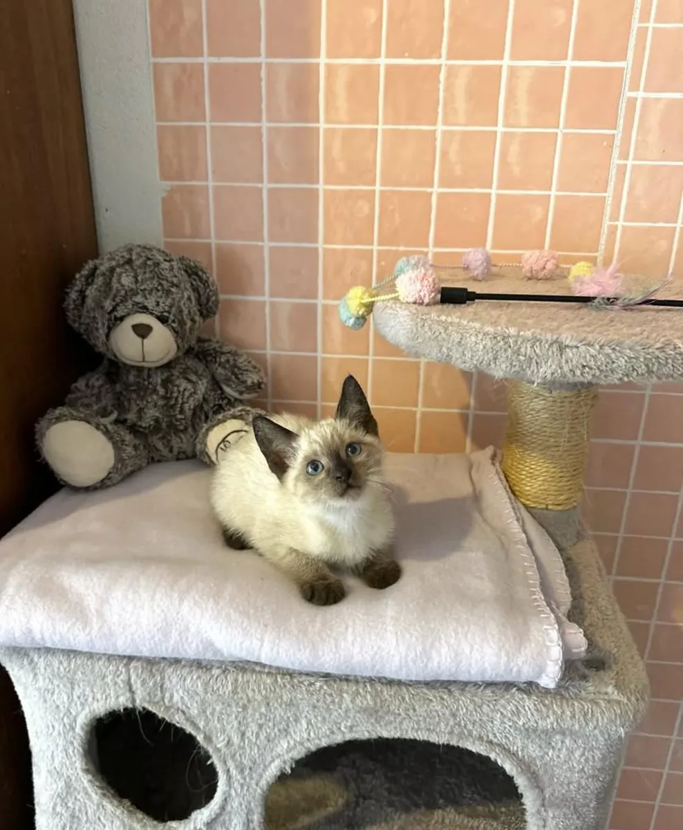 暹罗小猫