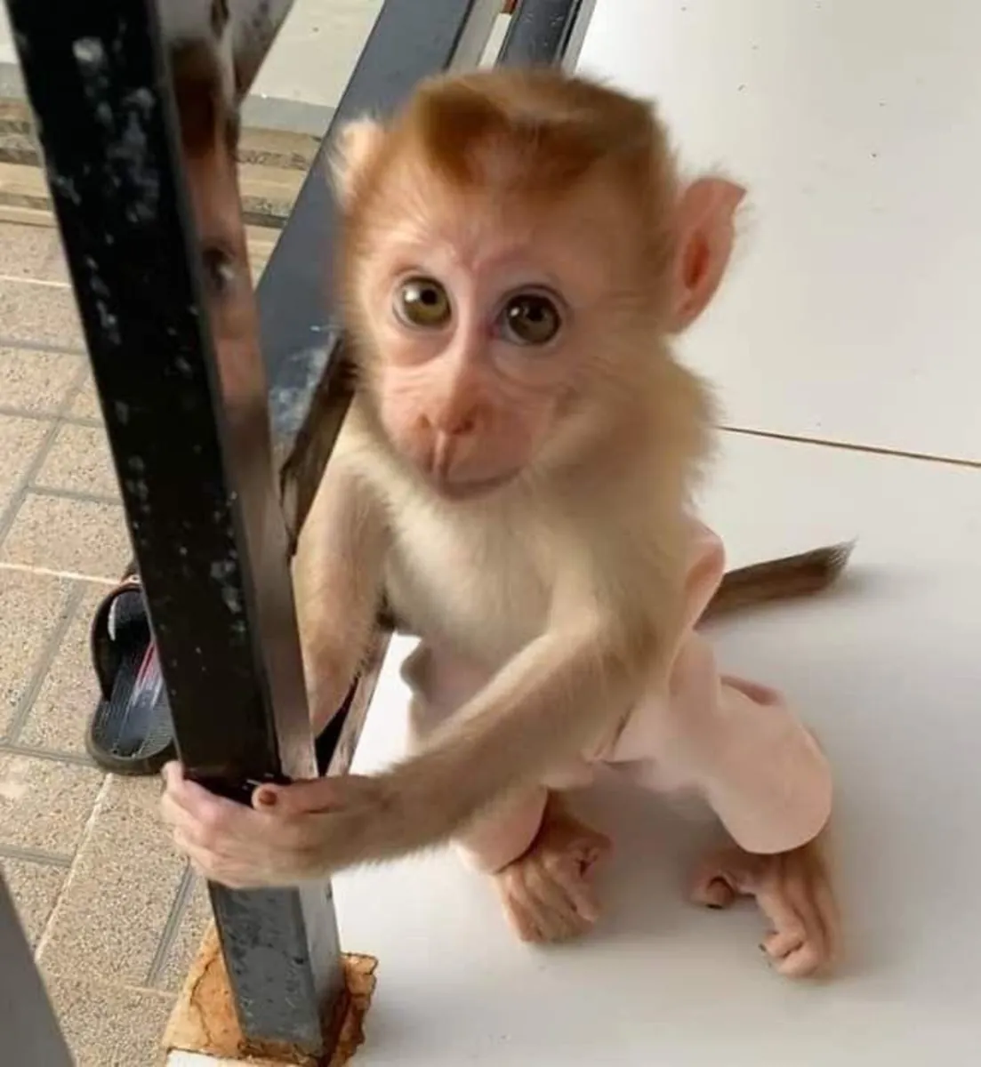 🐒 猴子可供出售 — 健康且精心照顾的雄性和雌性