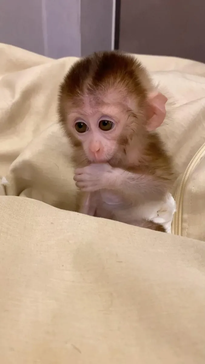 可爱的雄性和雌性卷尾猴可供重新安置