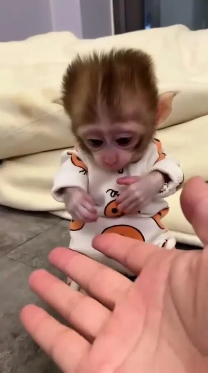 非常活泼的猴子可供出售，雄性和雌性