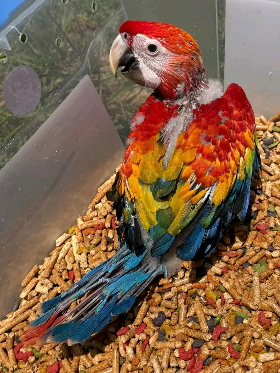 红鹦鹉