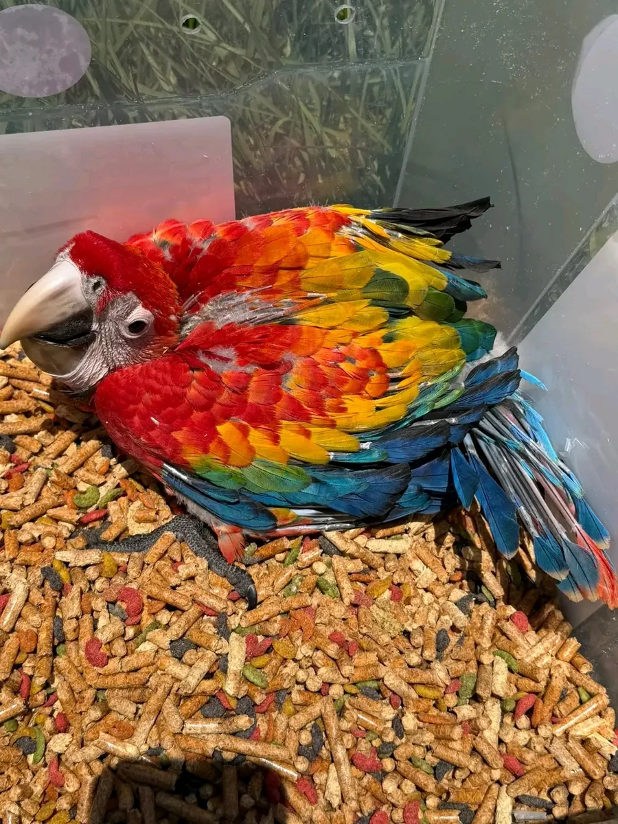 红鹦鹉