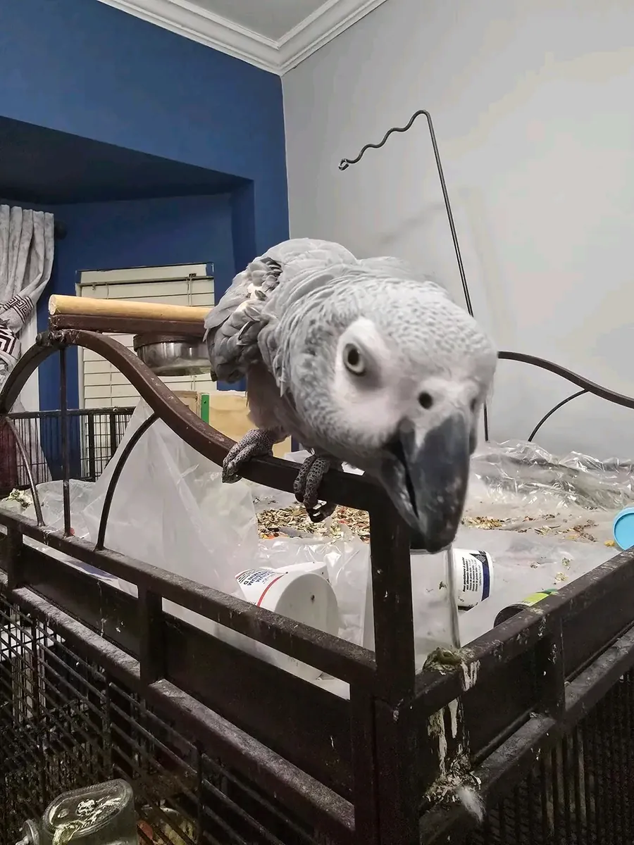 Loro gris africano