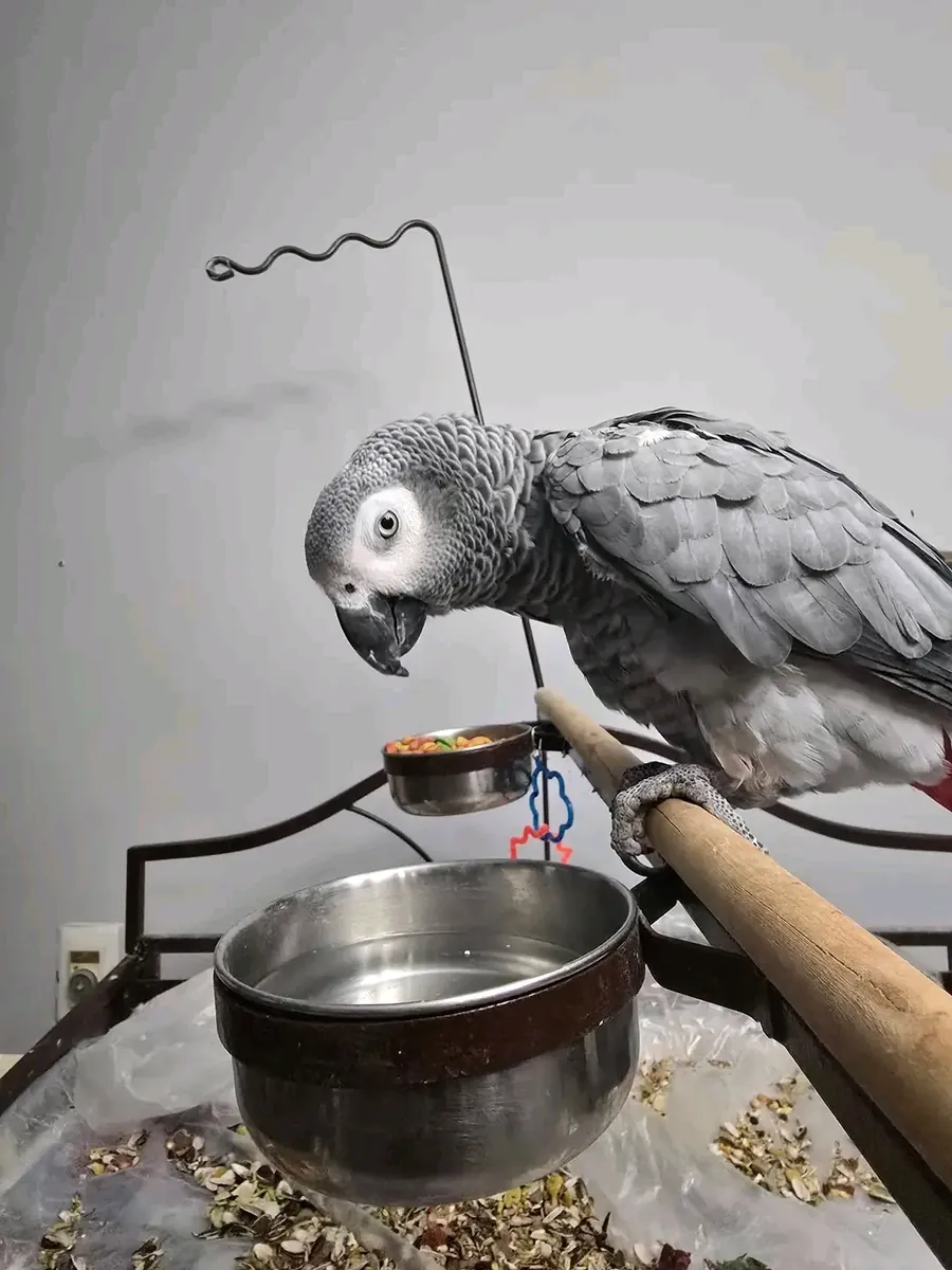 Loro gris africano