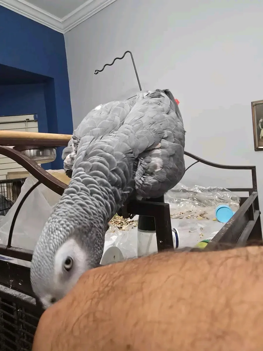 Loro gris africano