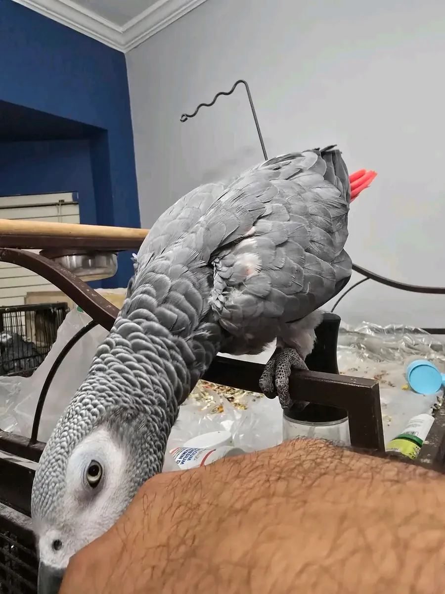 Loro gris africano