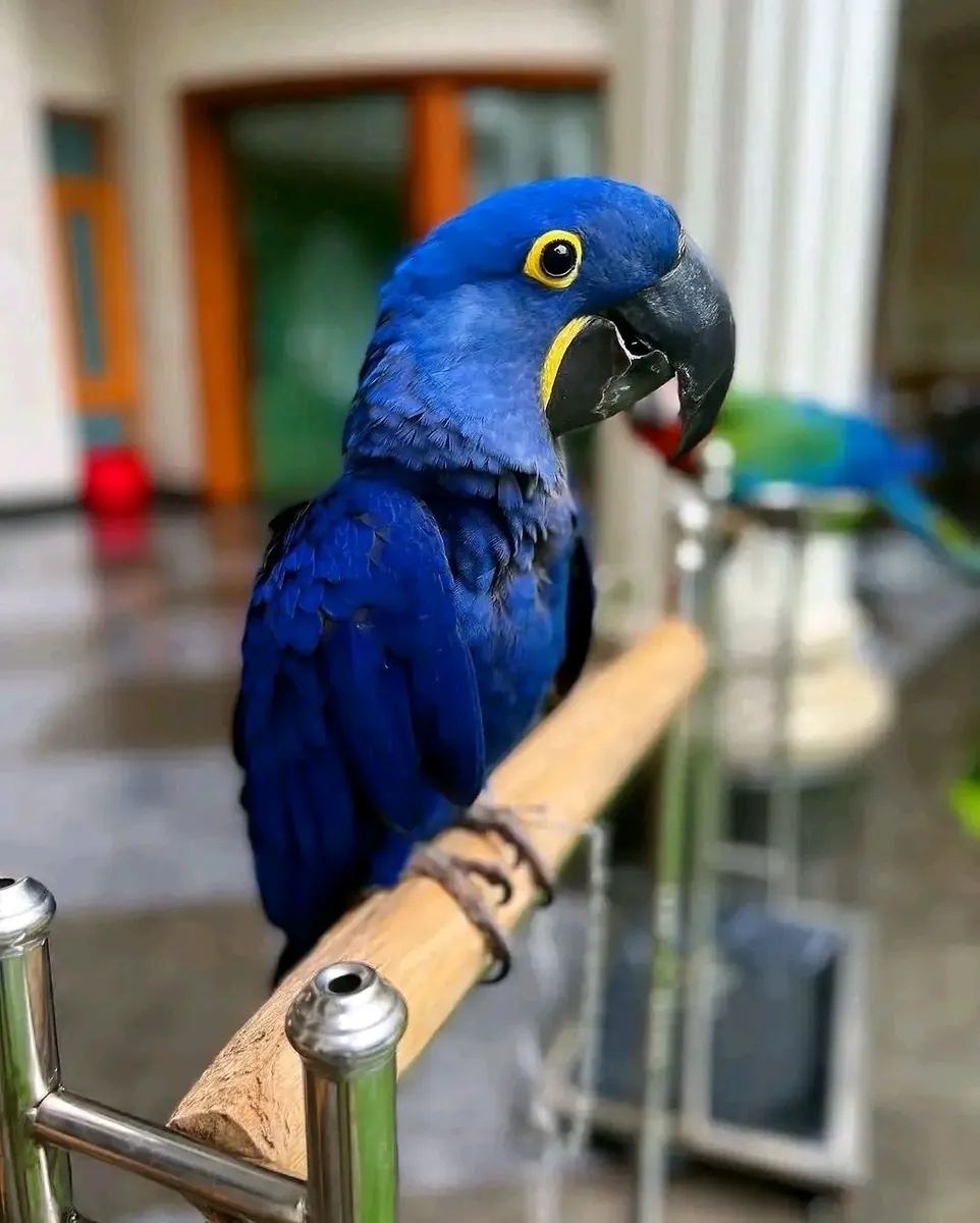 Guacamayo Jacinto