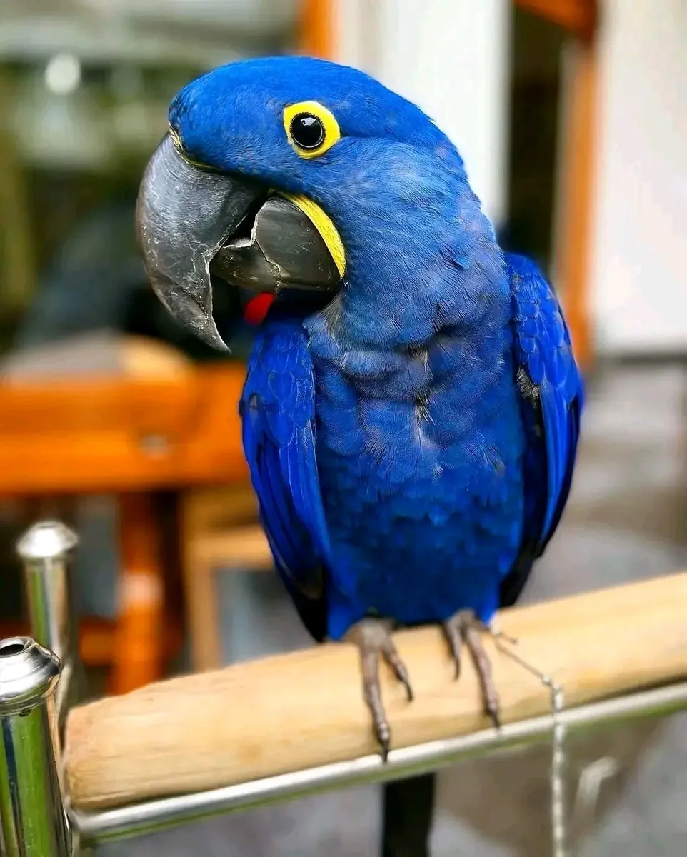 Guacamayo Jacinto