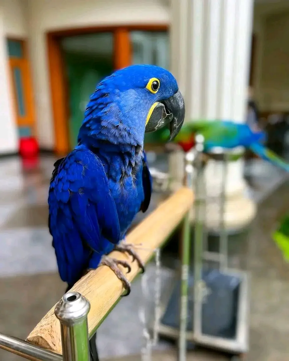 Guacamayo Jacinto