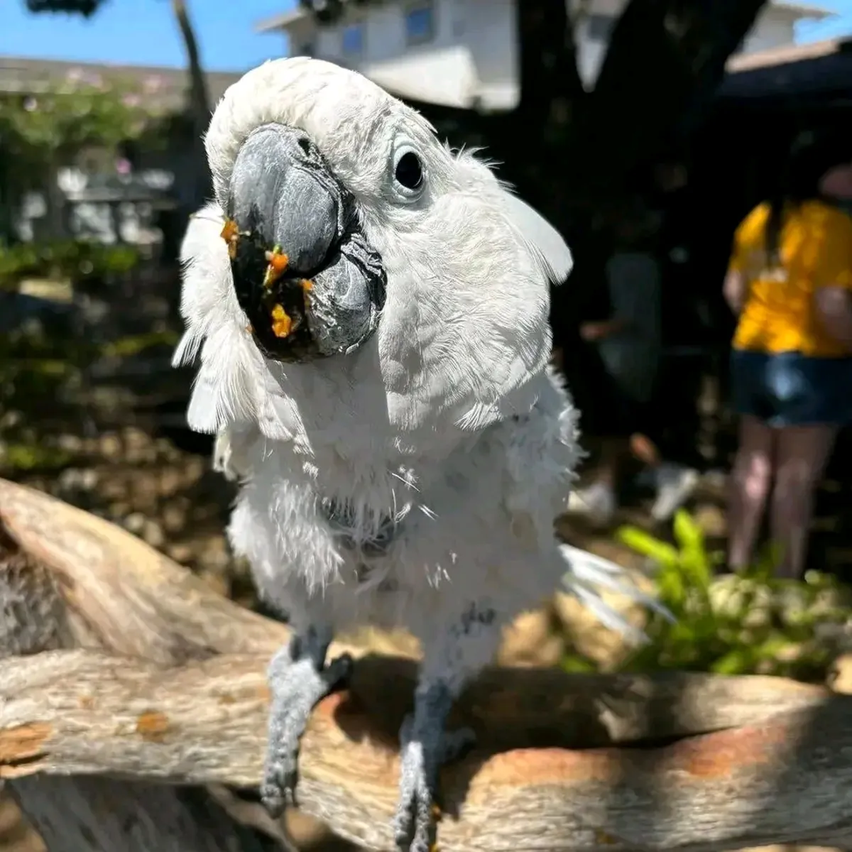 LORO CACATÚ HEMBRA