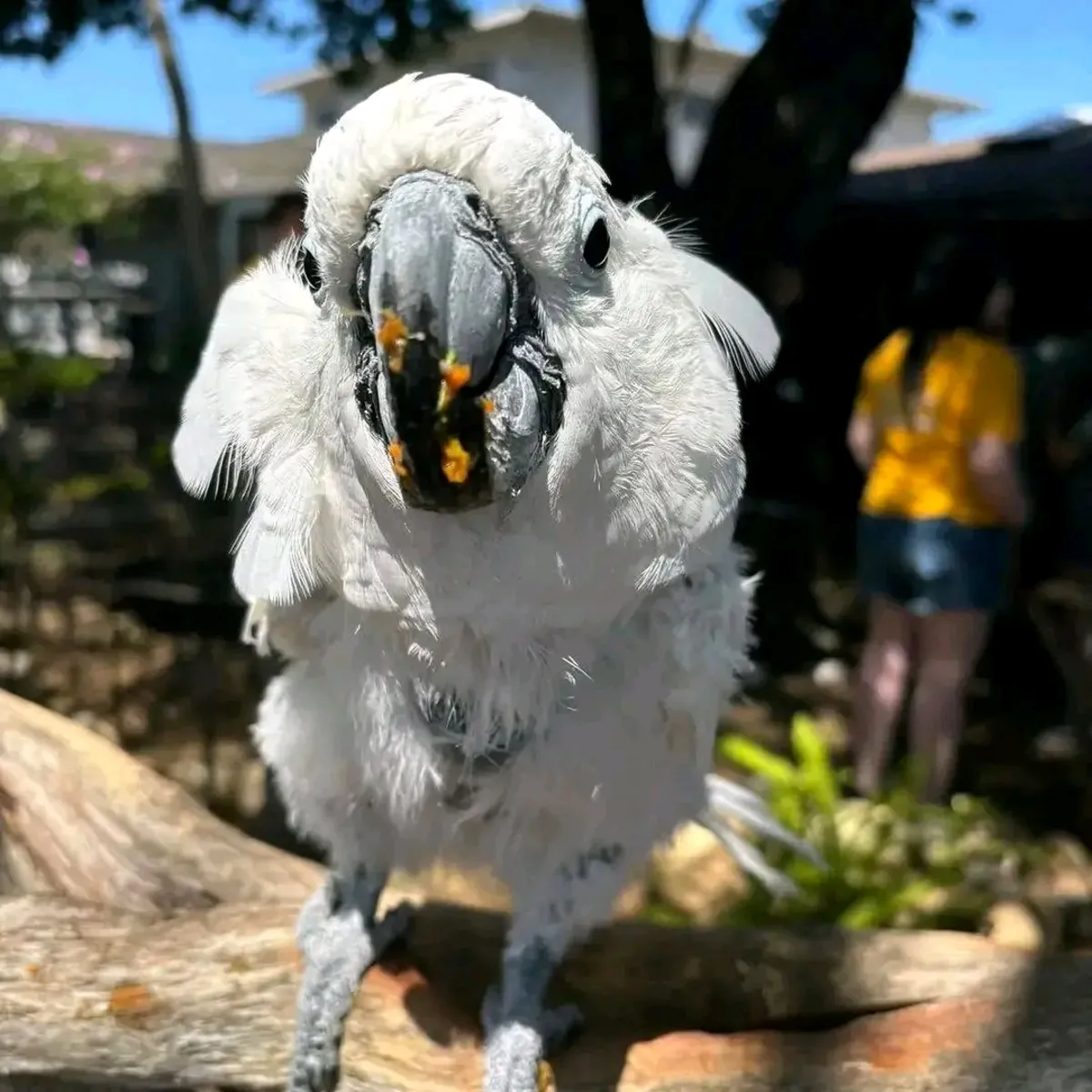 LORO CACATÚ HEMBRA