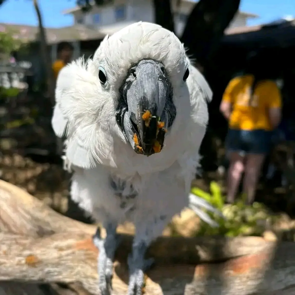 LORO CACATÚ HEMBRA