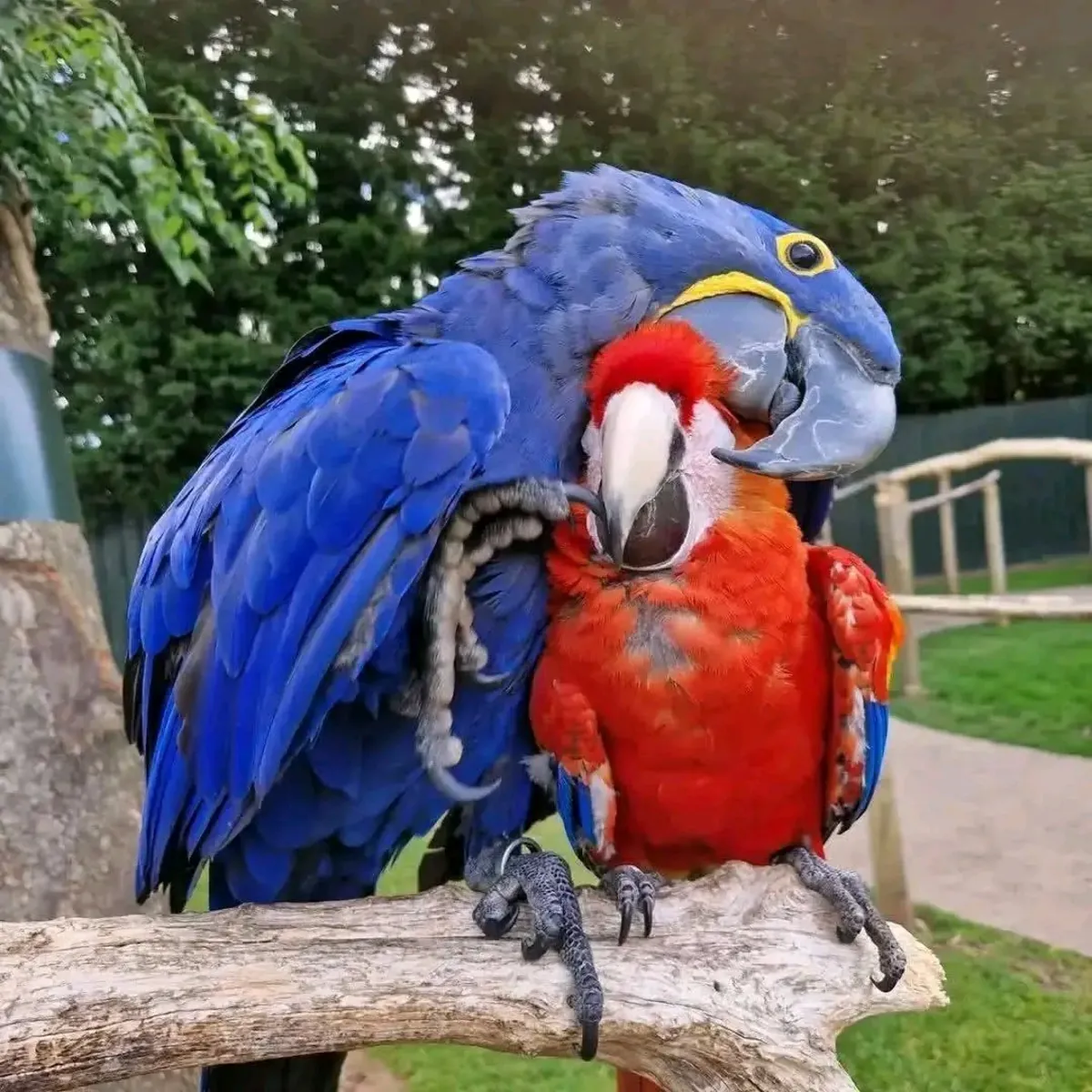 Jacinto y Escarlata