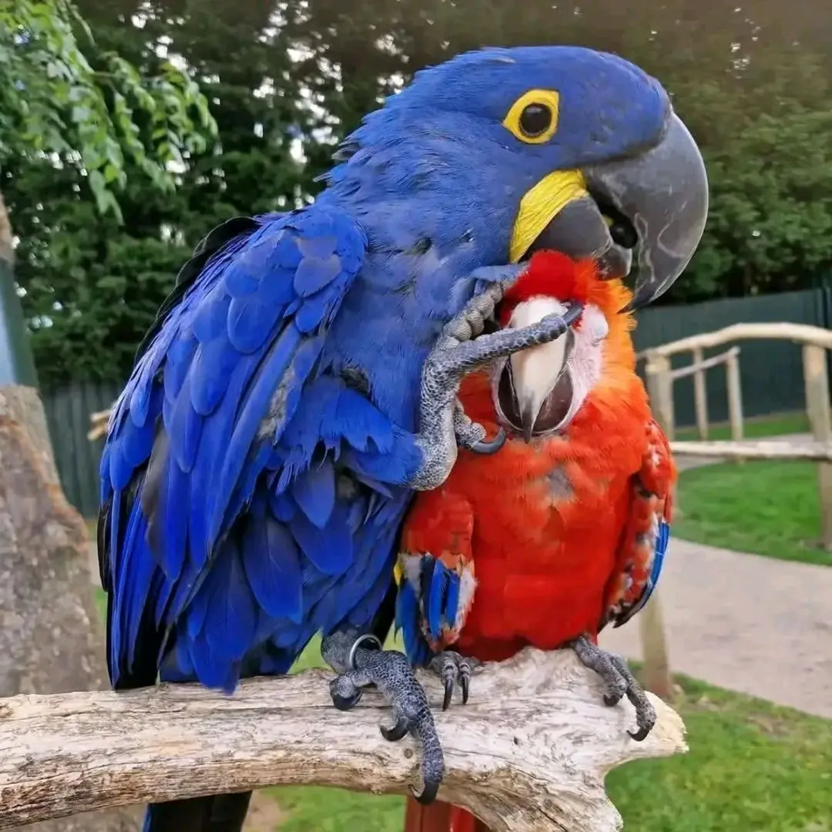 Jacinto y Escarlata