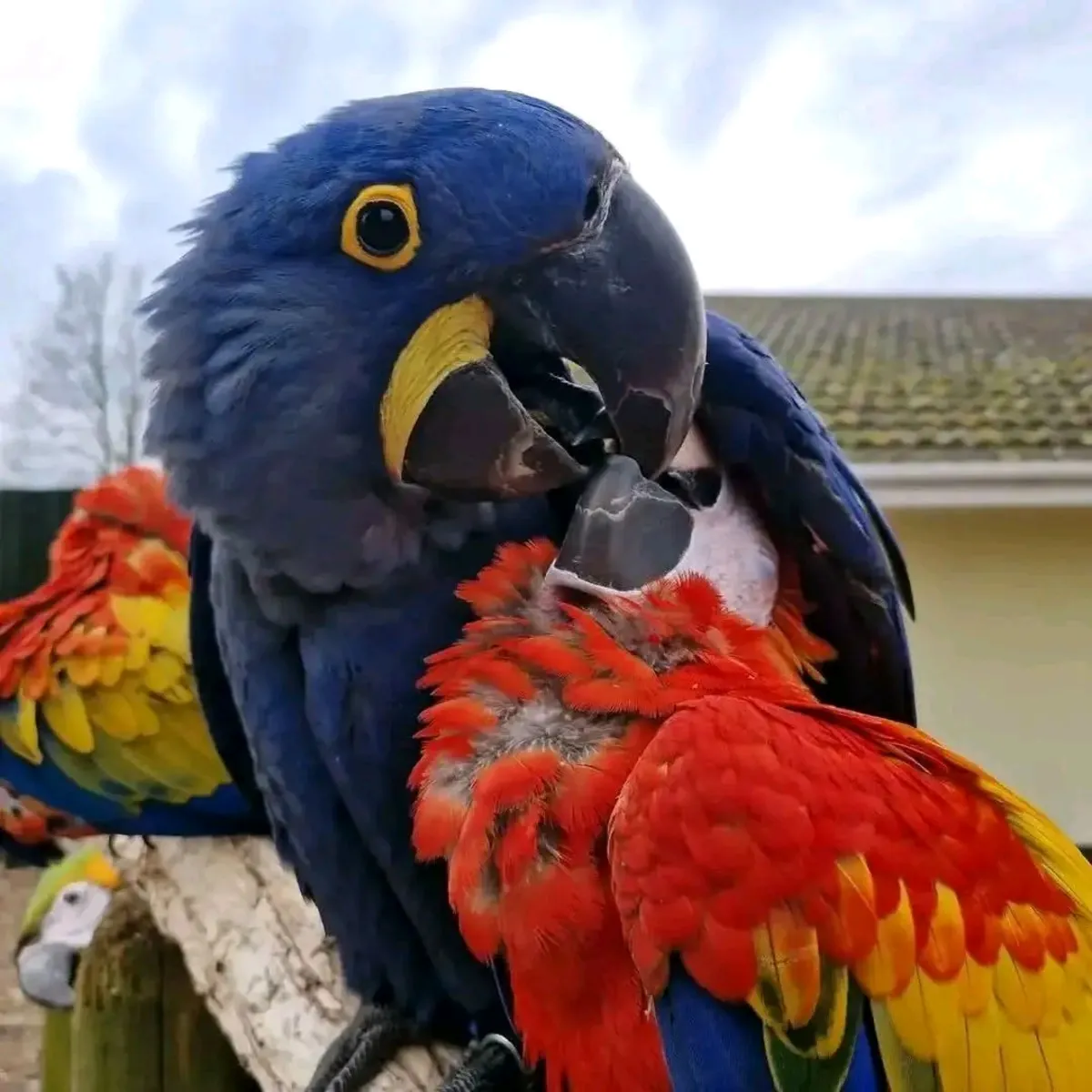 Jacinto y Escarlata
