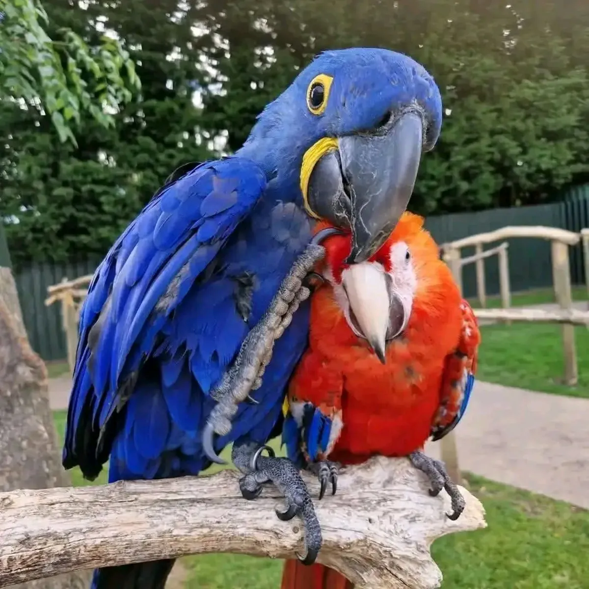 Jacinto y Escarlata