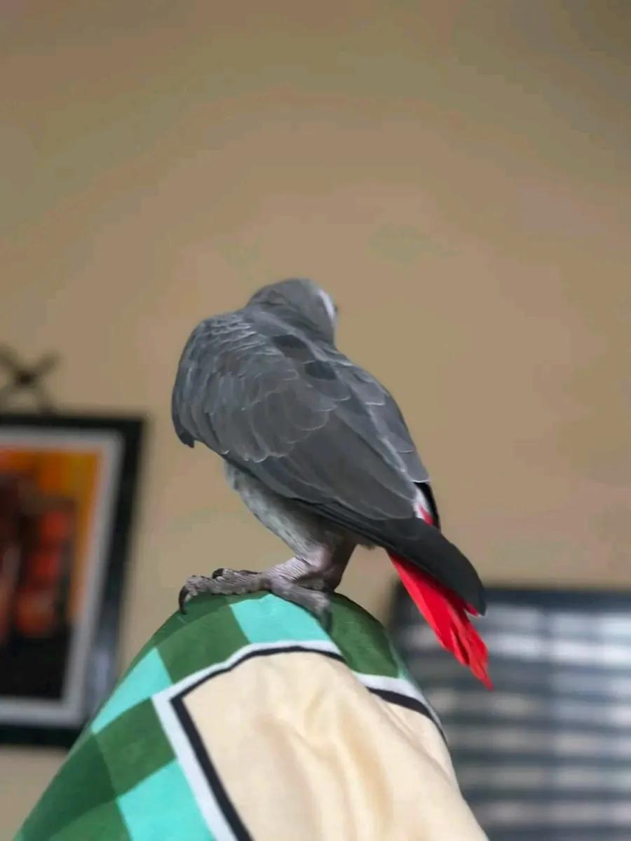 Loro gris africano hembra