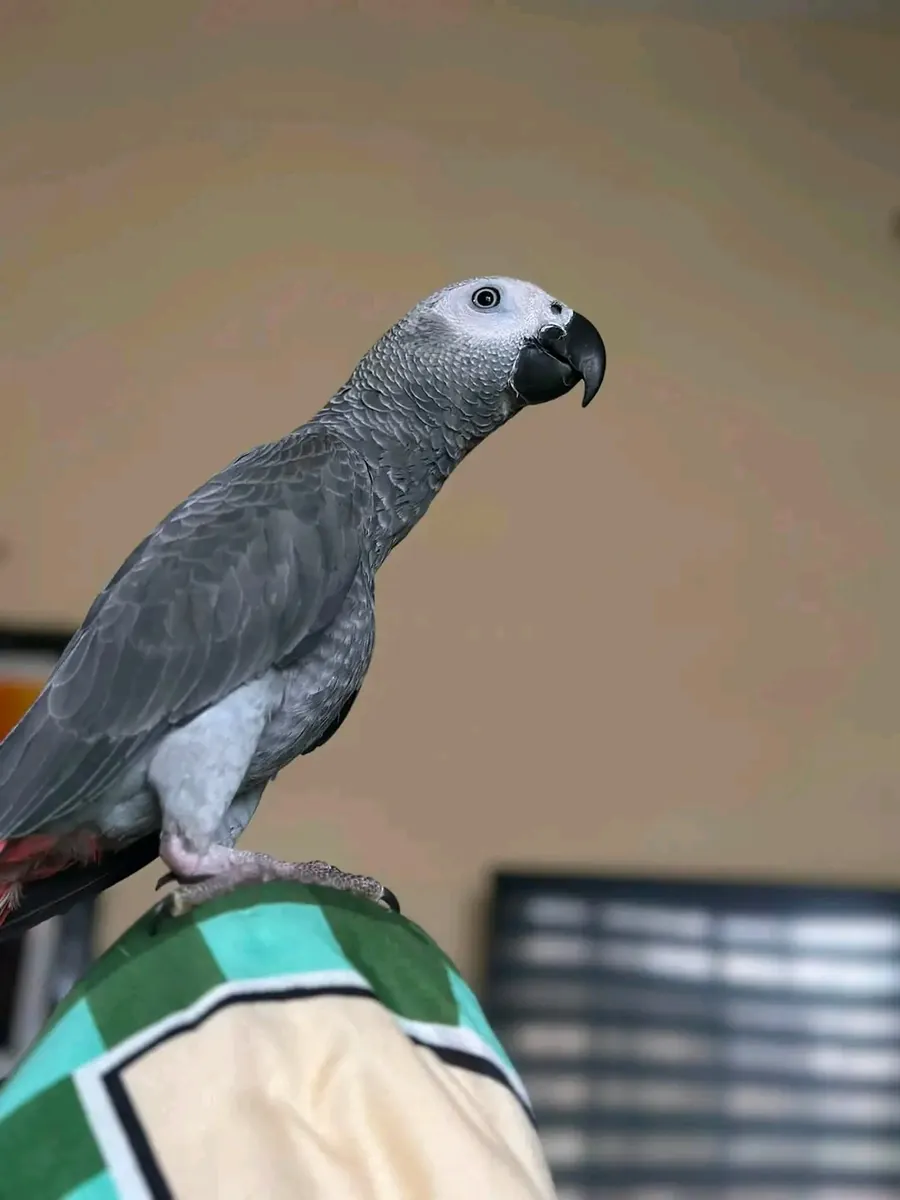 Loro gris africano hembra