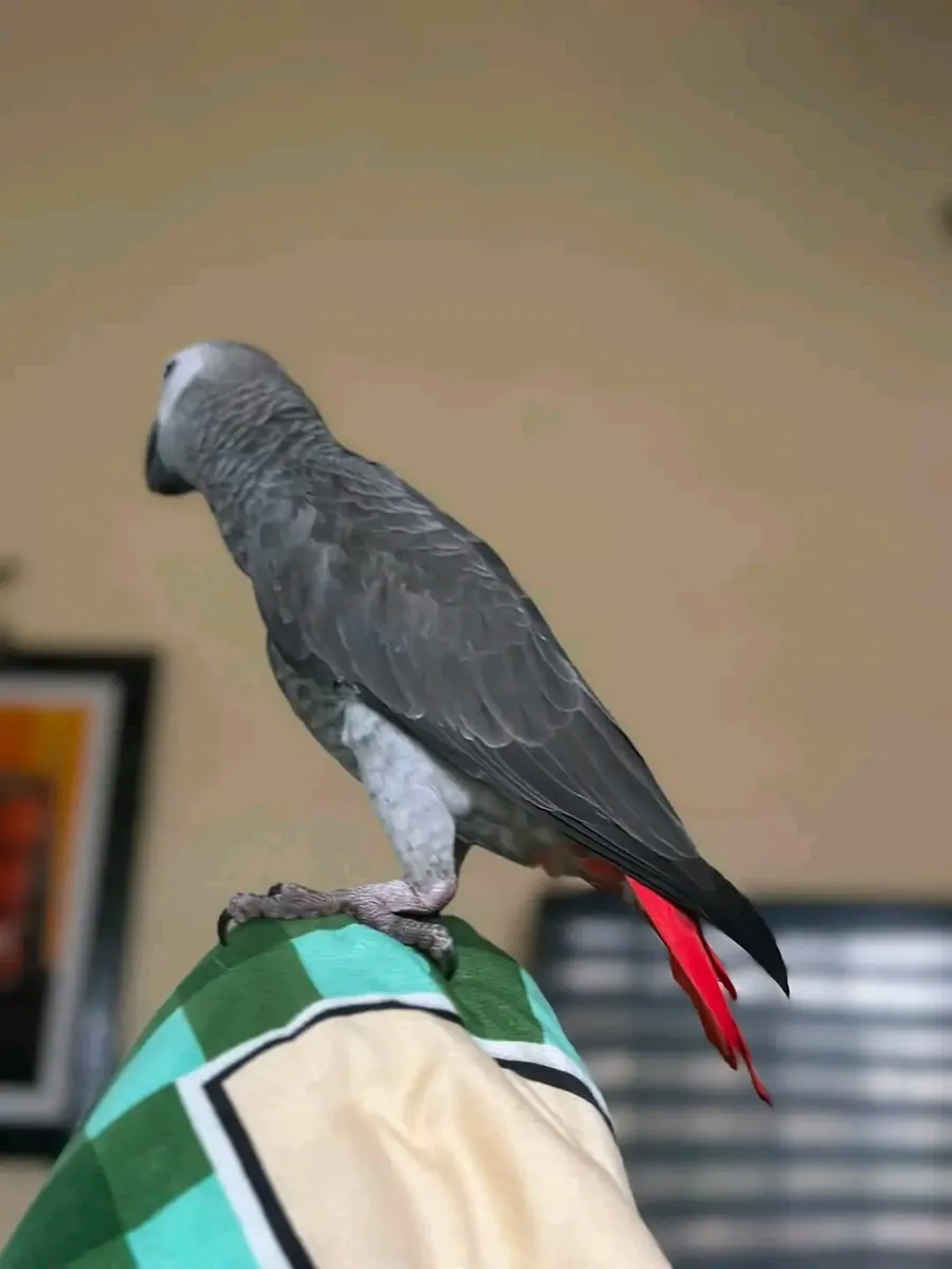 Loro gris africano hembra