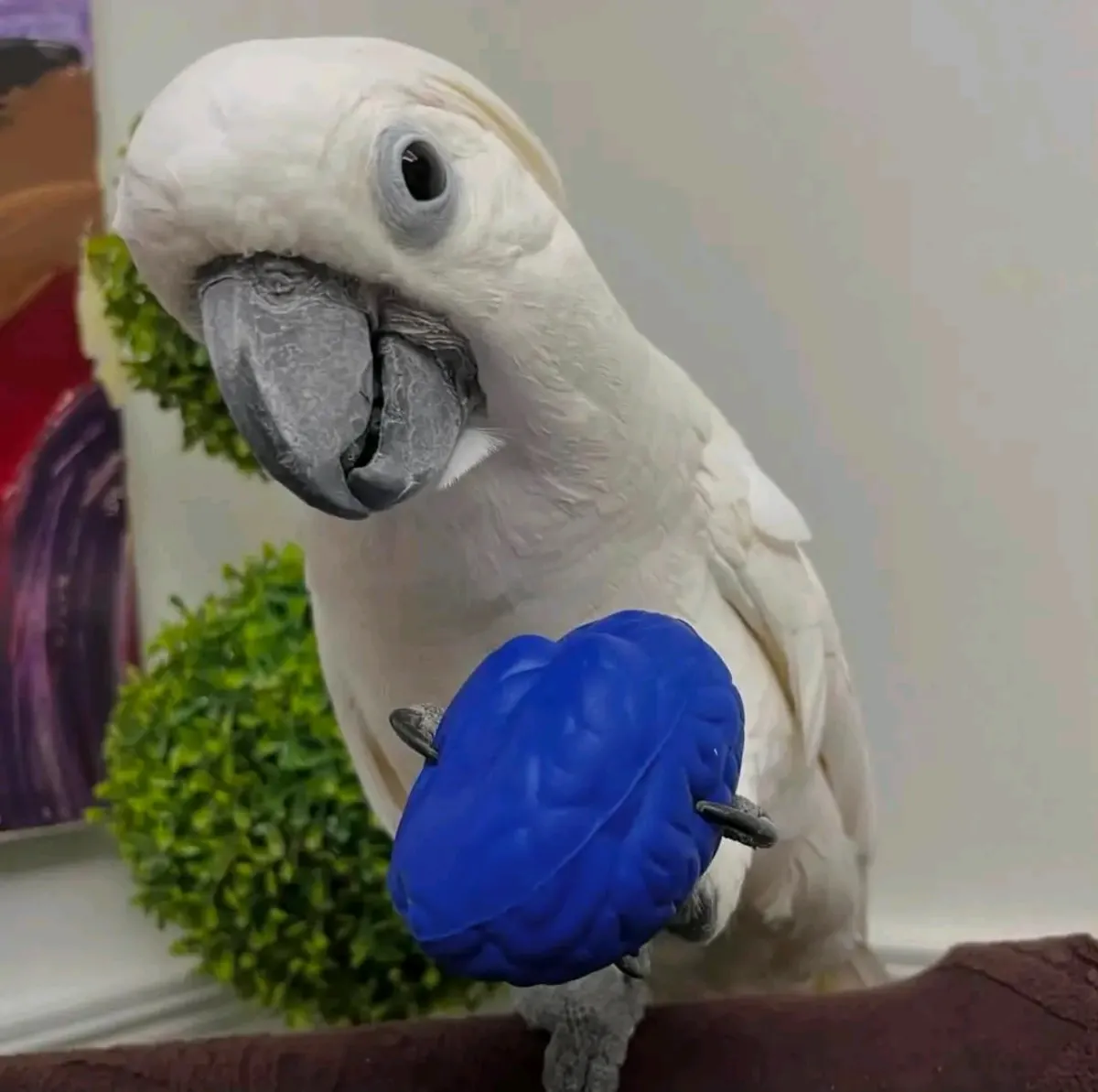 Loro macho Cacatúa