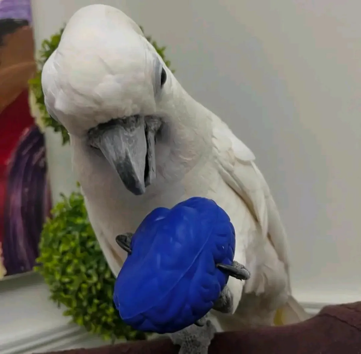 Loro macho Cacatúa