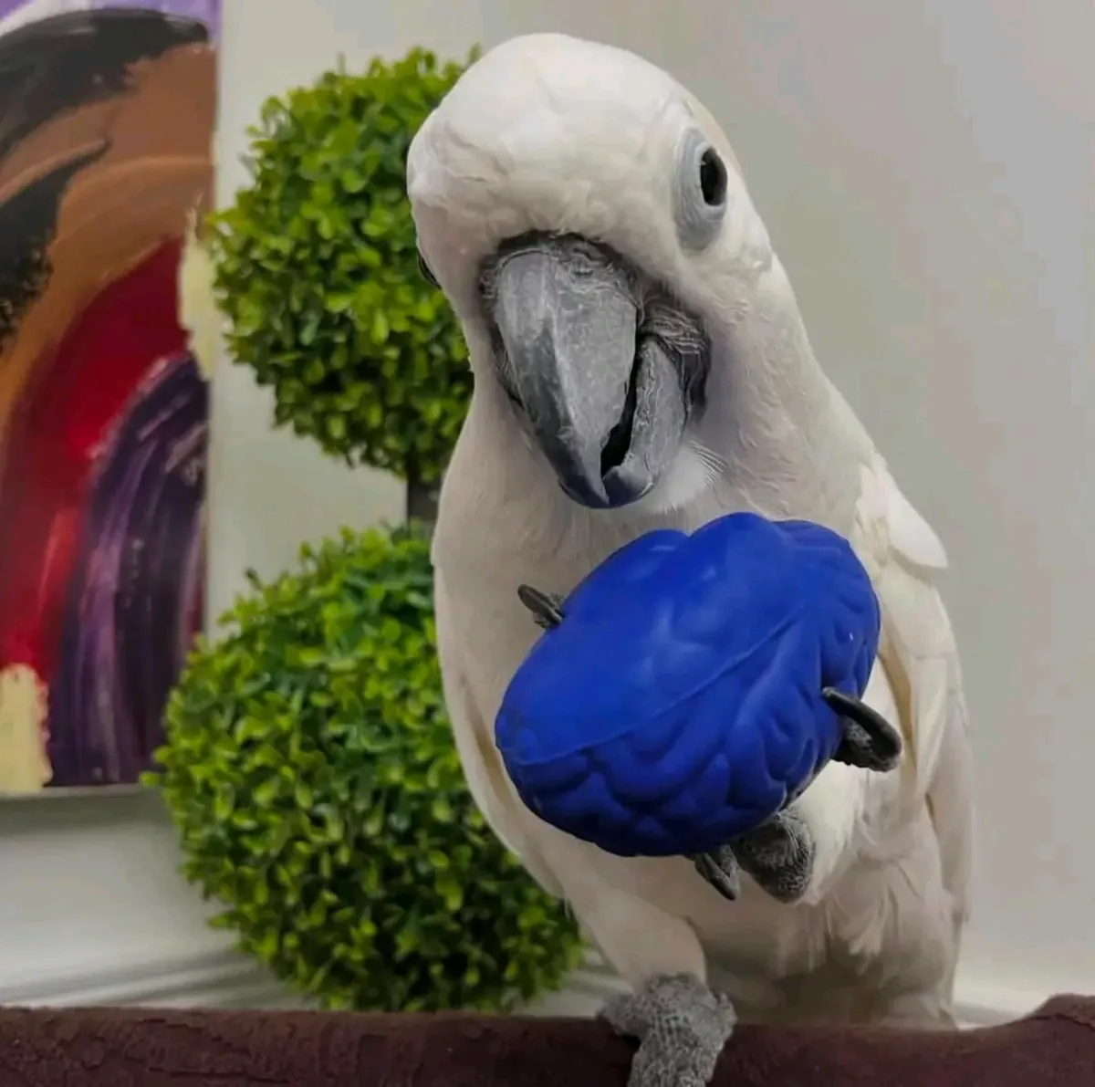 Loro macho Cacatúa