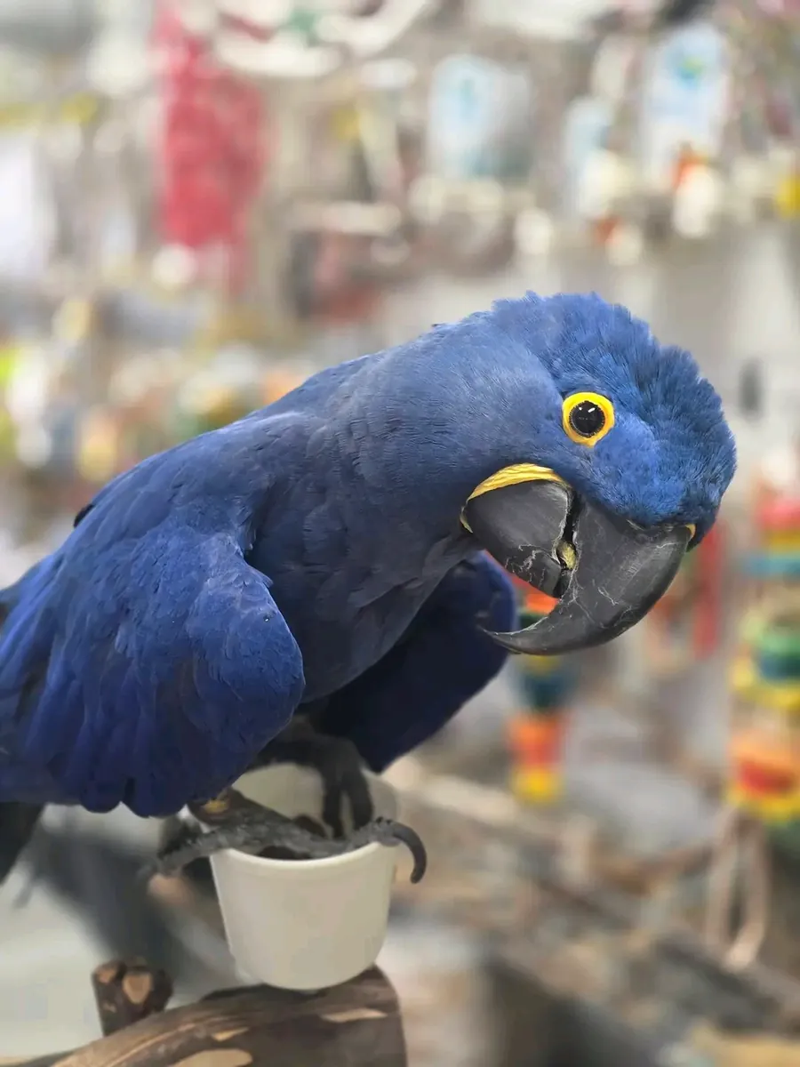 Guacamayo Jacinto