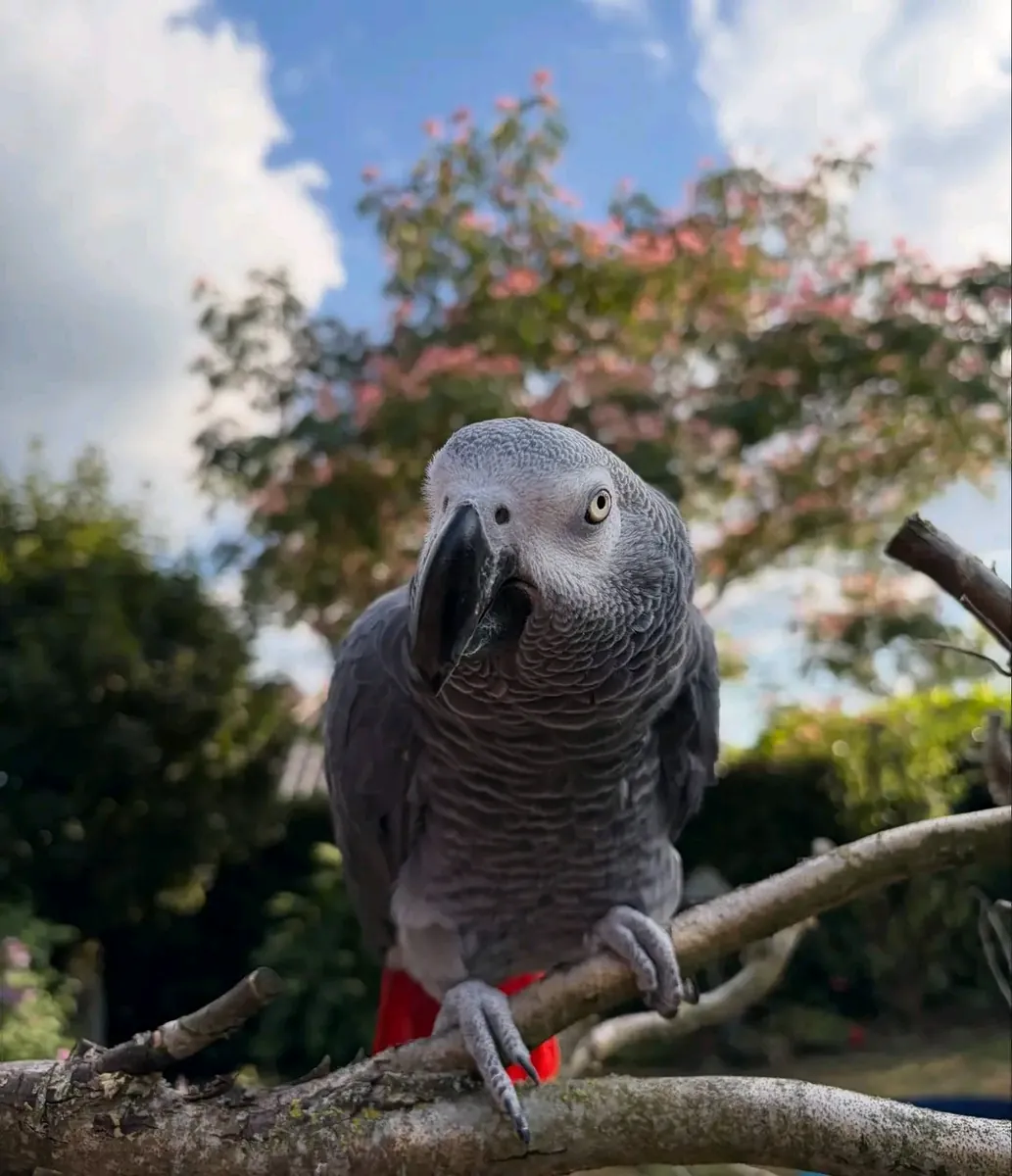 Loro gris africano