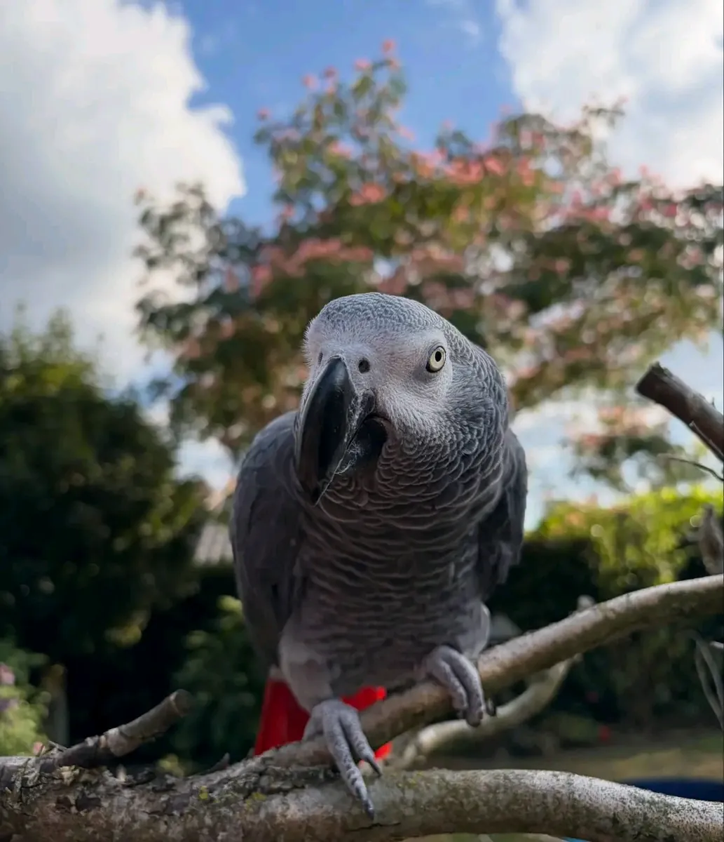 Loro gris africano
