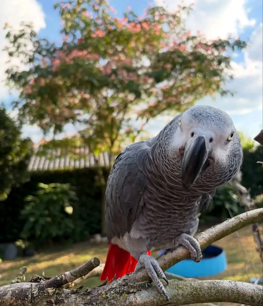 Loro gris africano