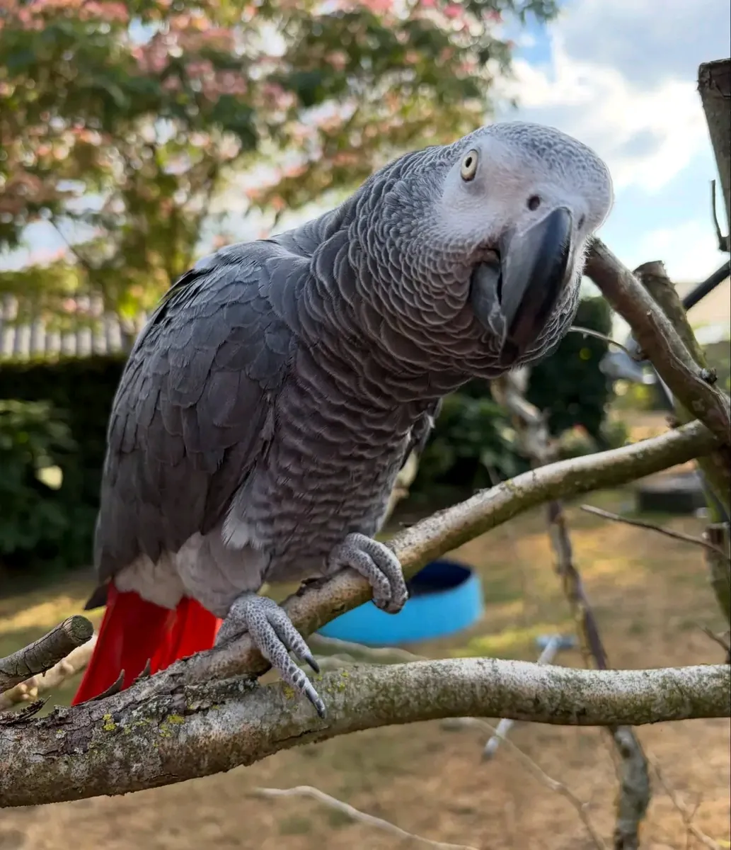 Loro gris africano