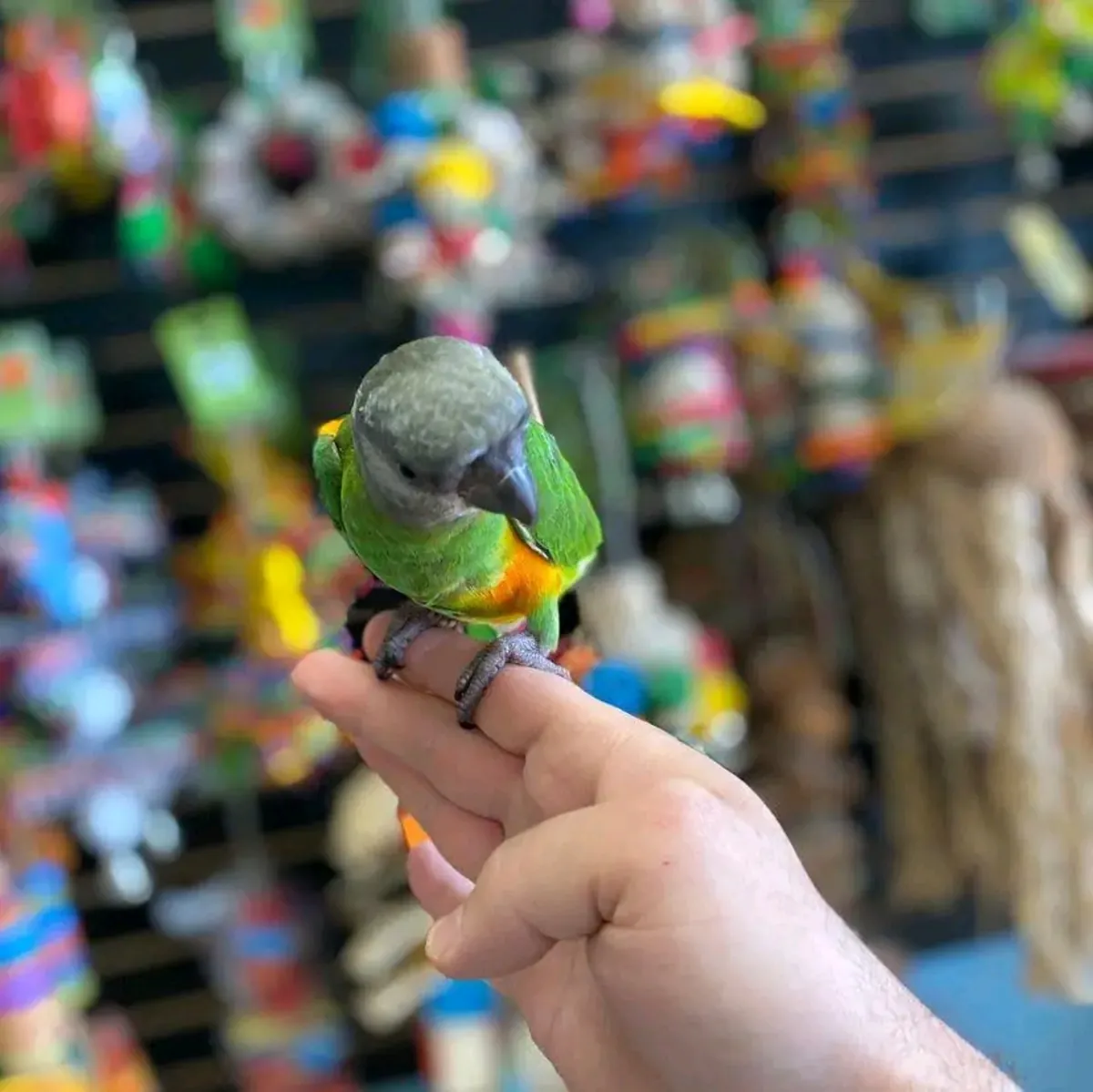 Loro senegalés macho