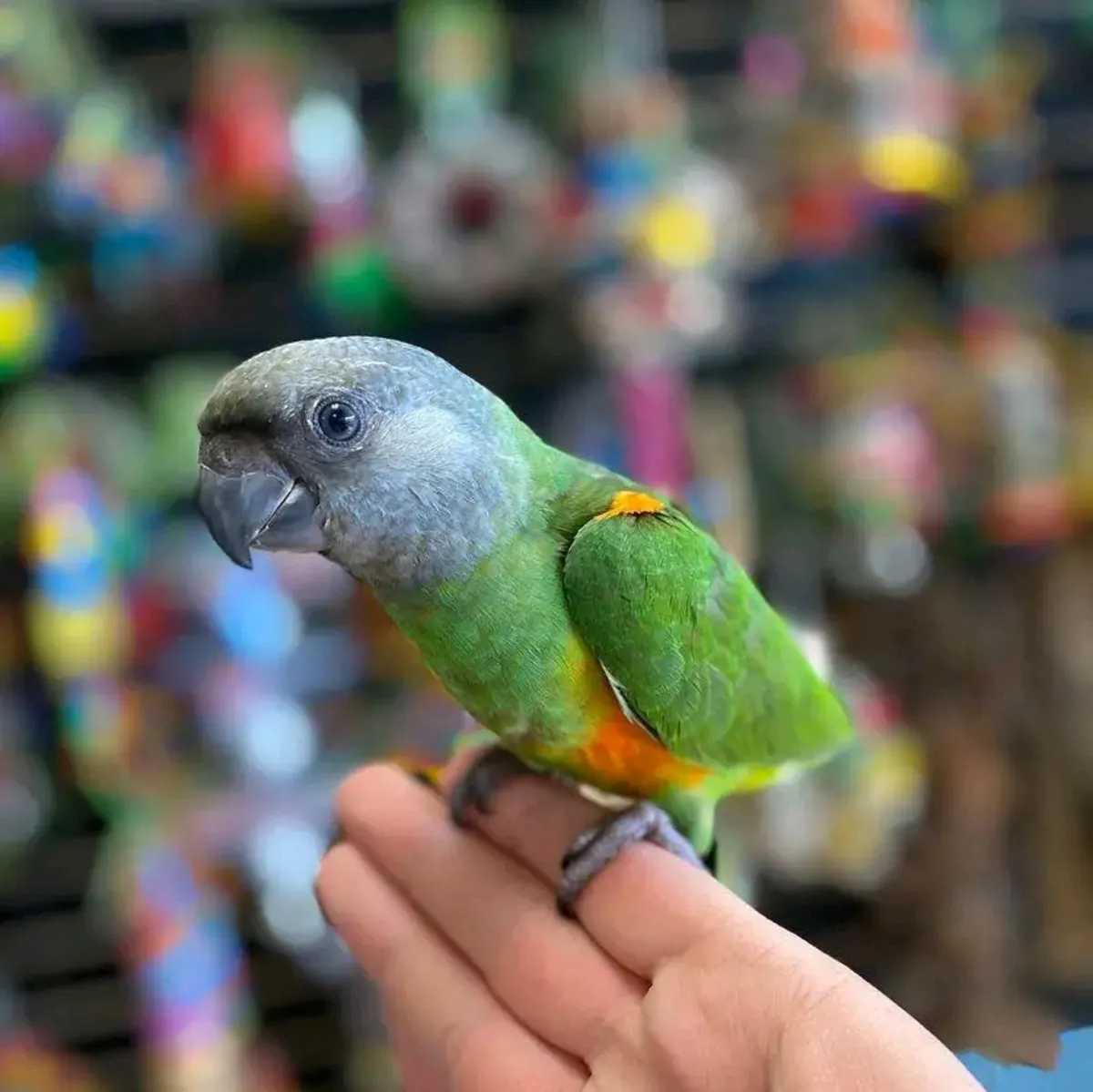 Loro senegalés macho