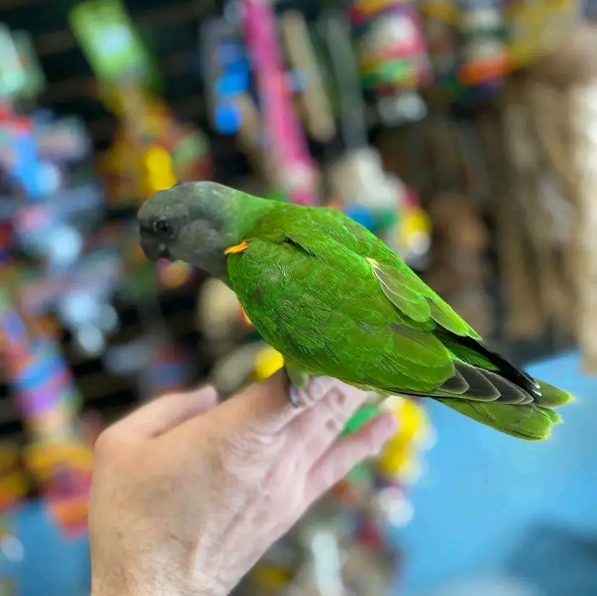 Loro senegalés macho