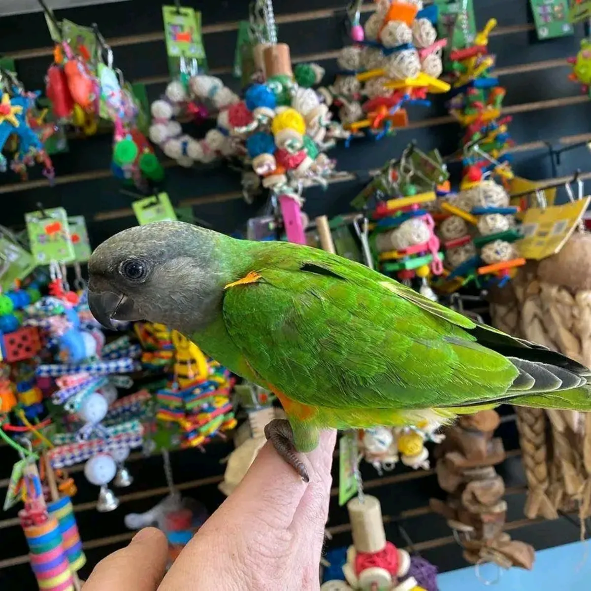 Loro senegalés macho