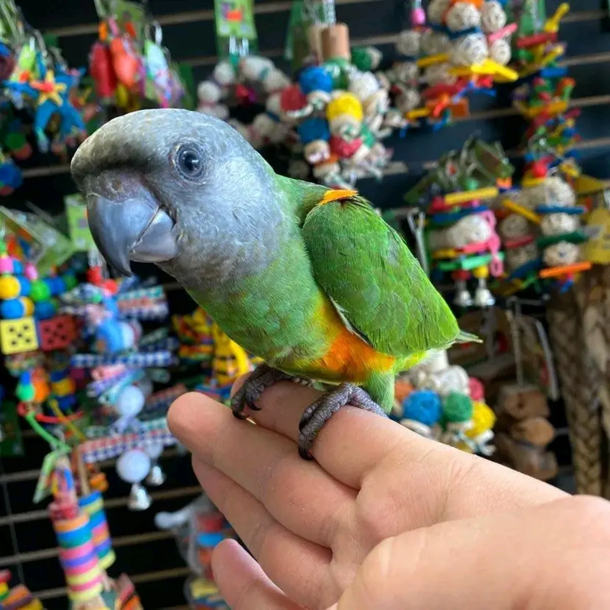 Loro senegalés macho