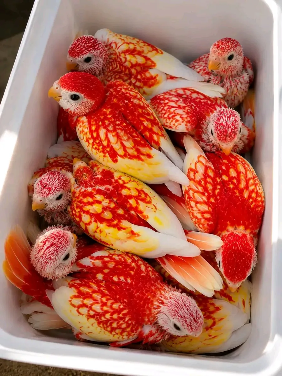 Periquitos Rosella machos y hembras