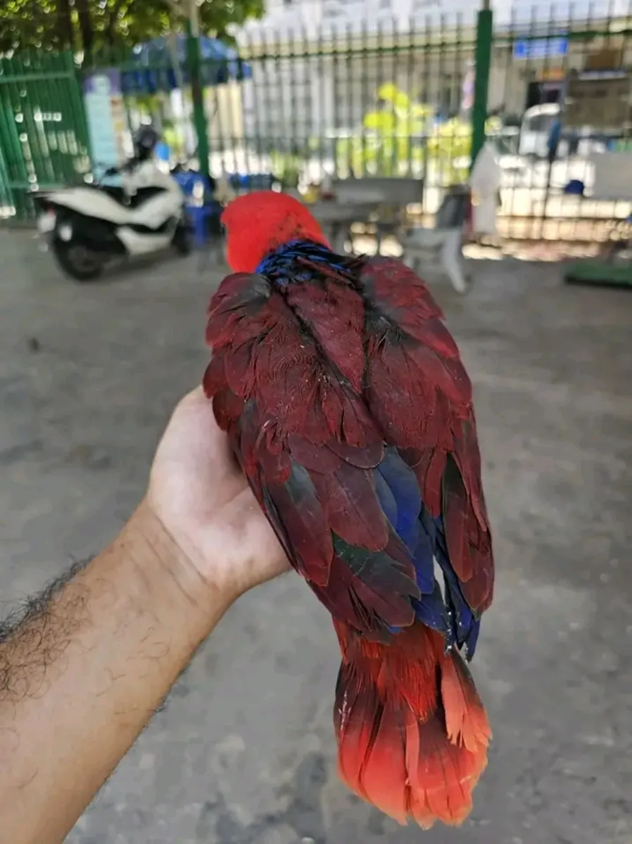 Loro electus hembra