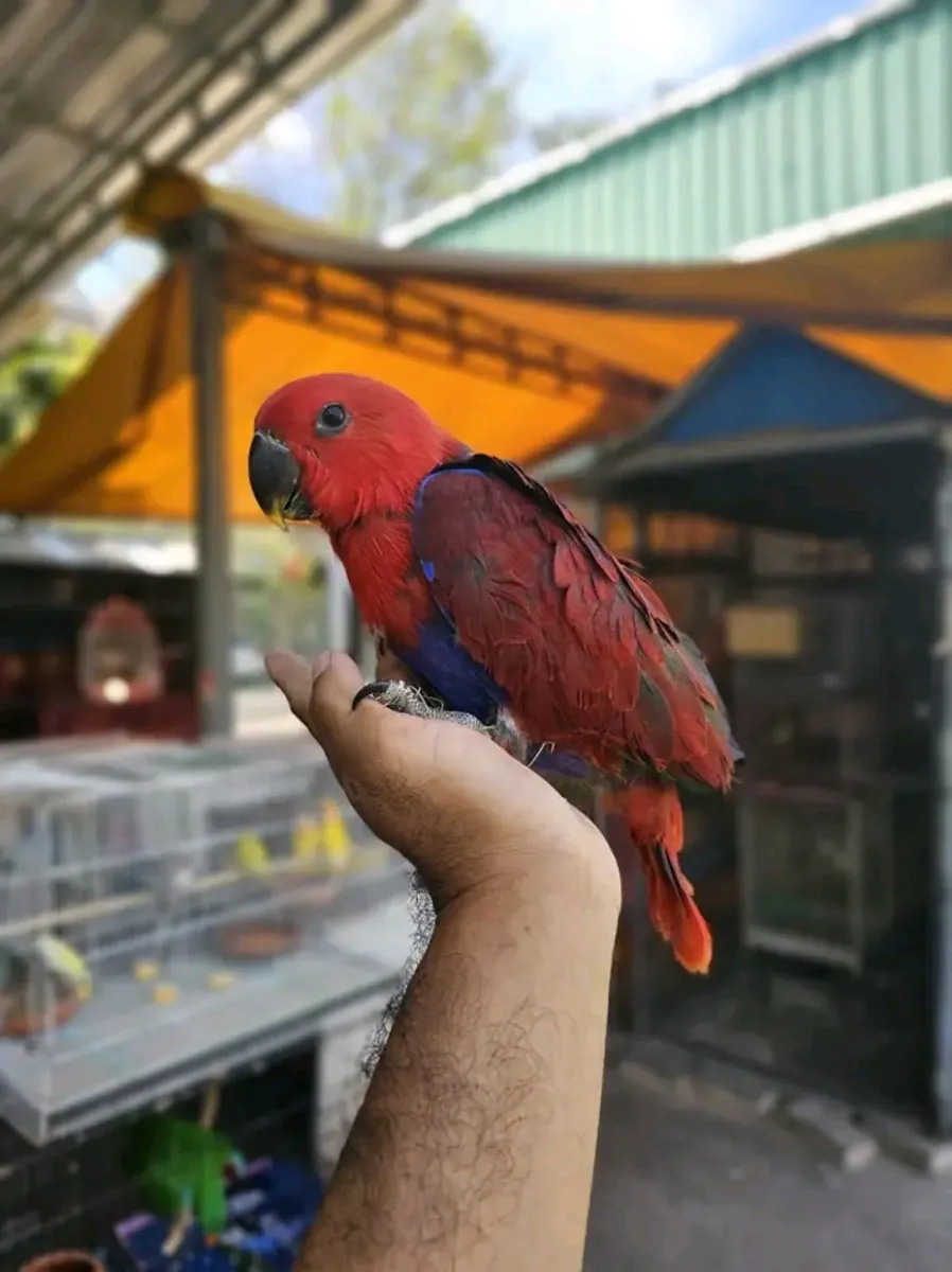 Loro electus hembra