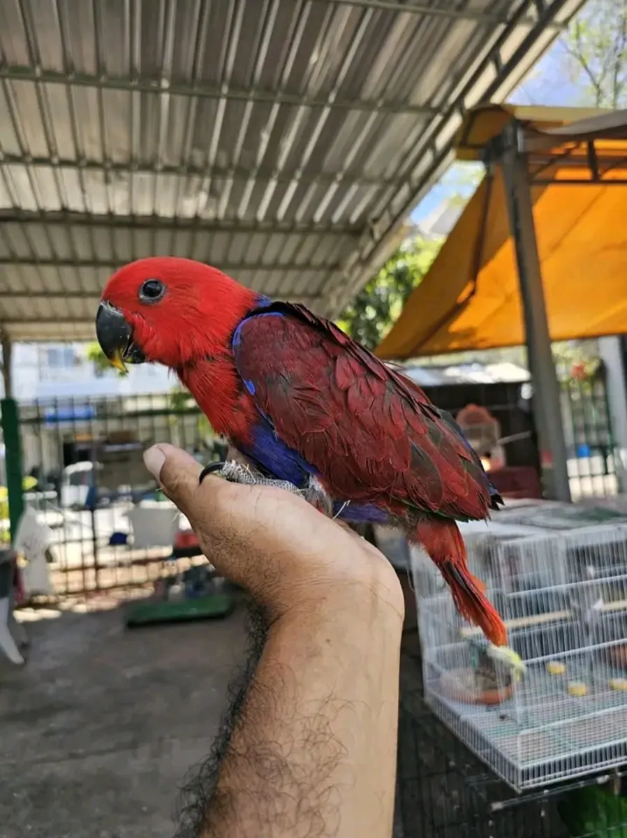 Loro electus hembra