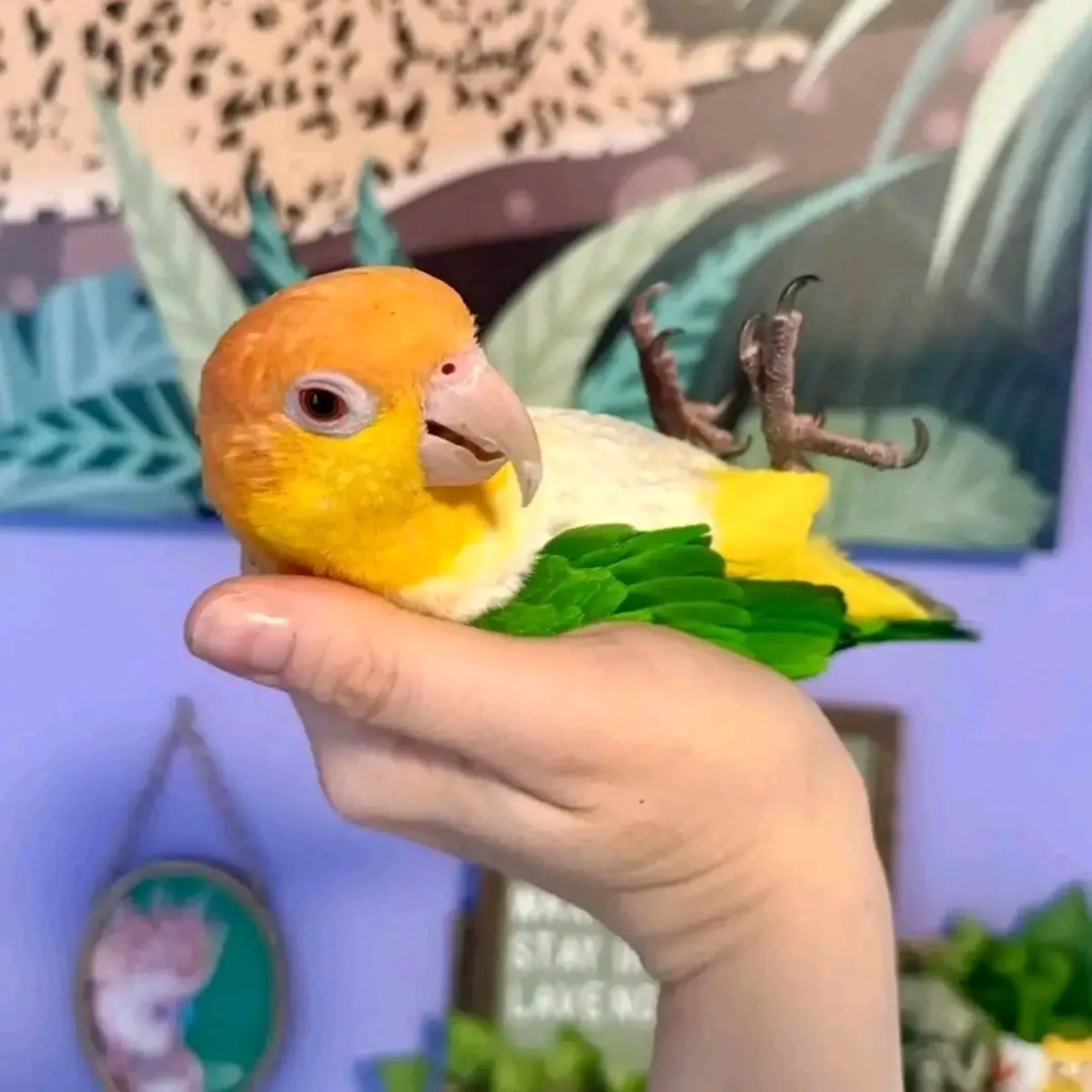 Loro Caique hembra