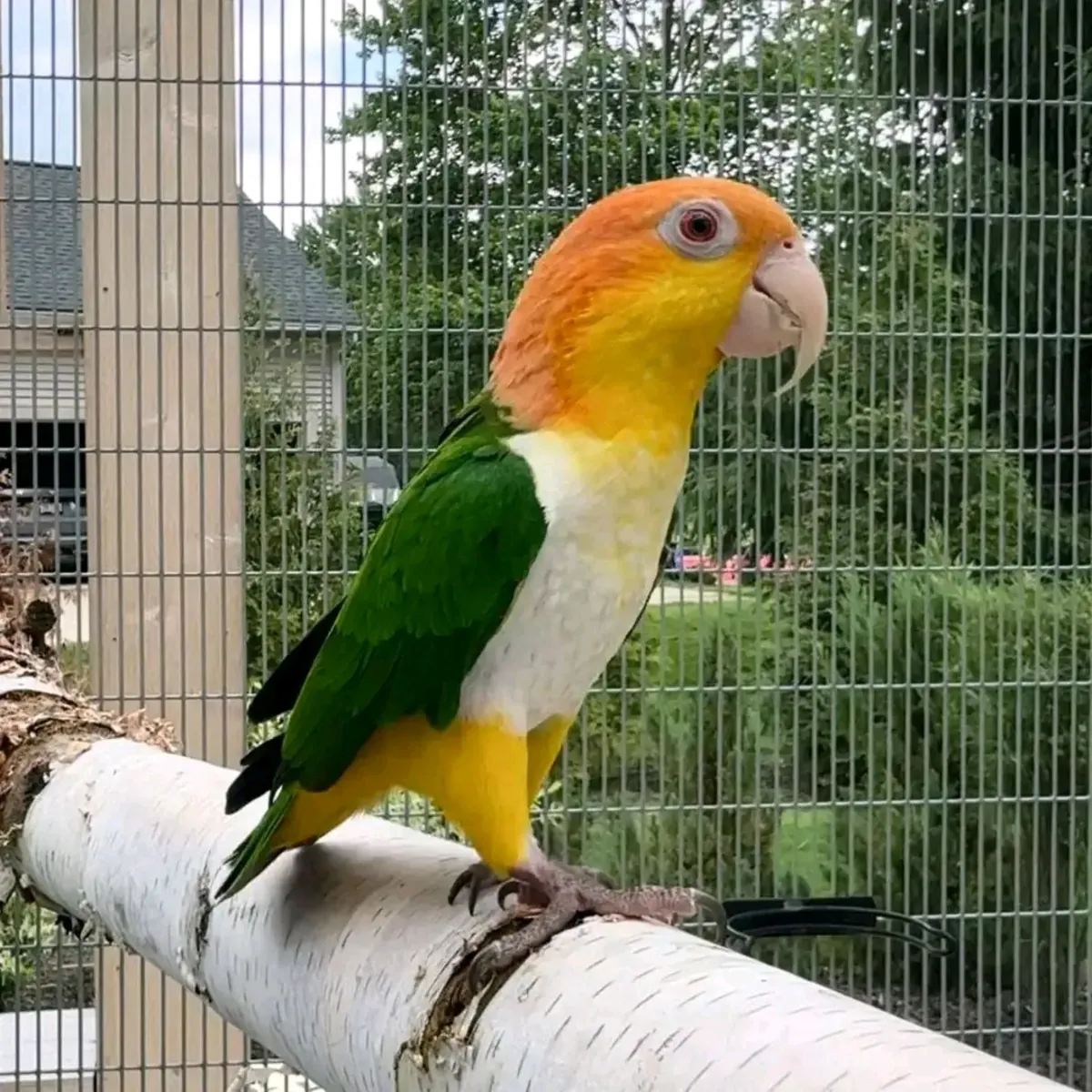Loro Caique hembra