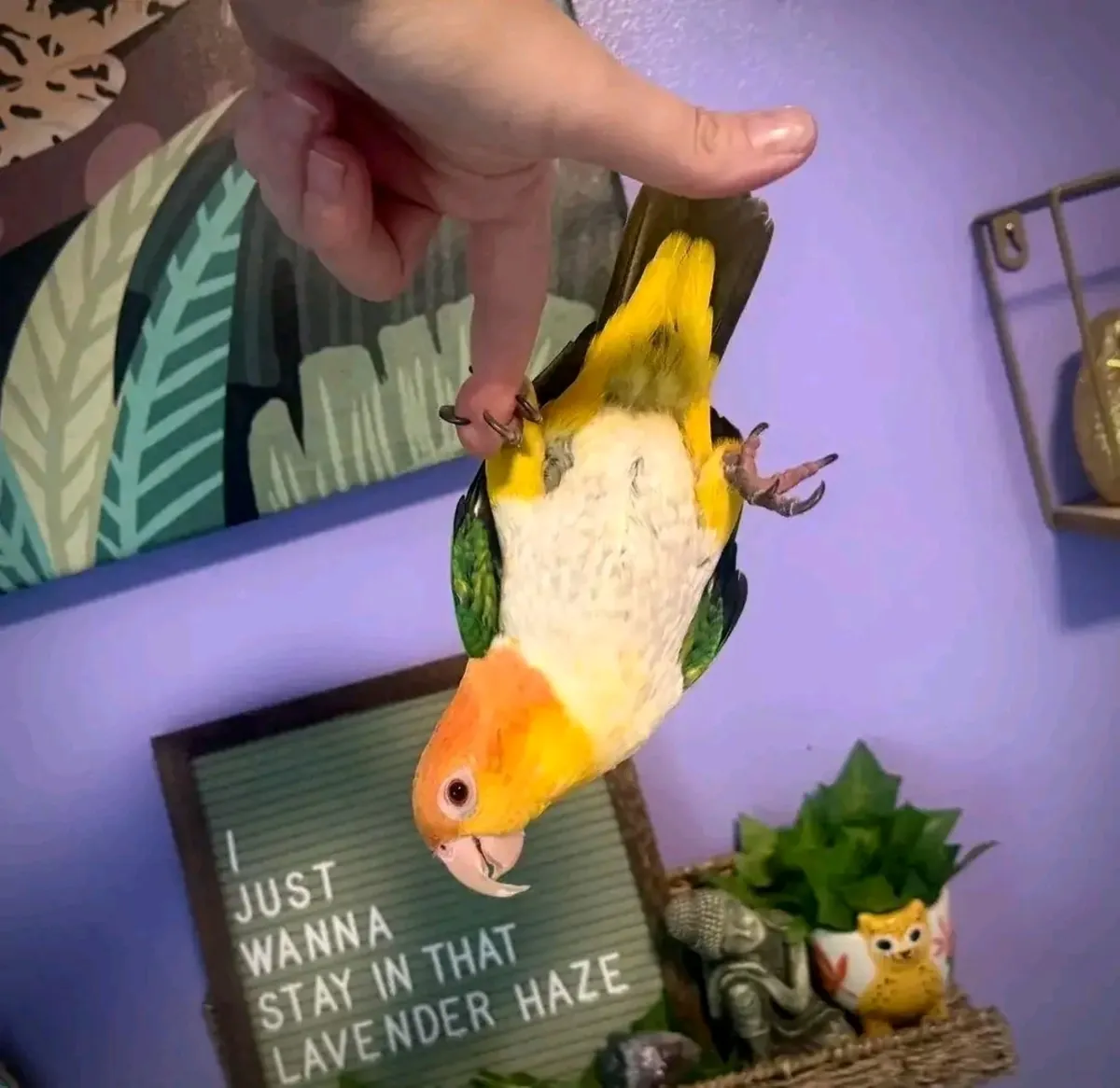 Loro Caique hembra