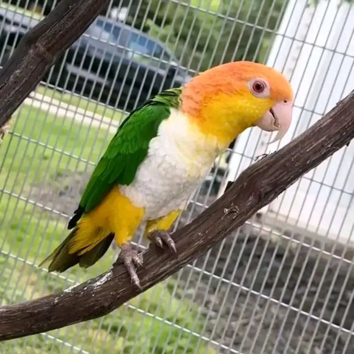 Loro Caique hembra