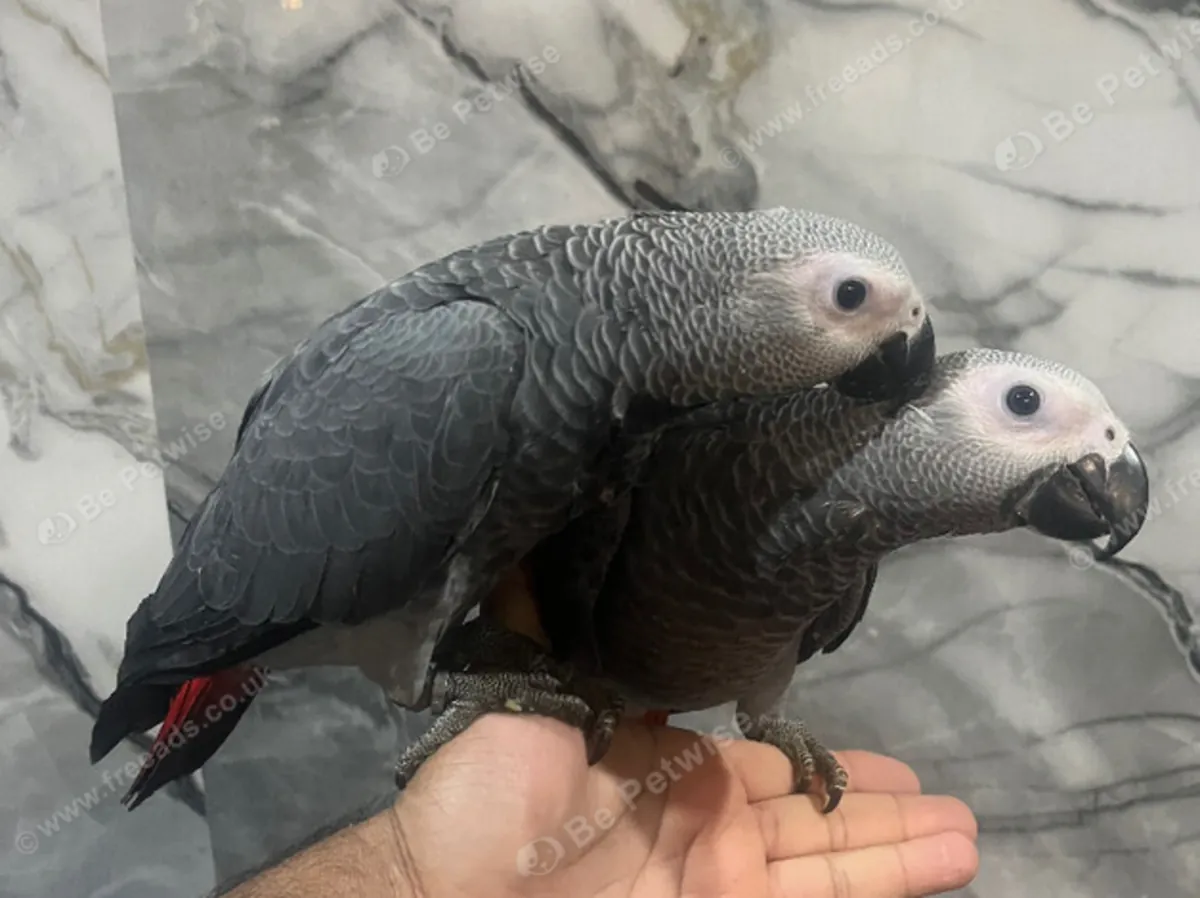友好的手工饲养超级温顺可爱的非洲灰鹦鹉