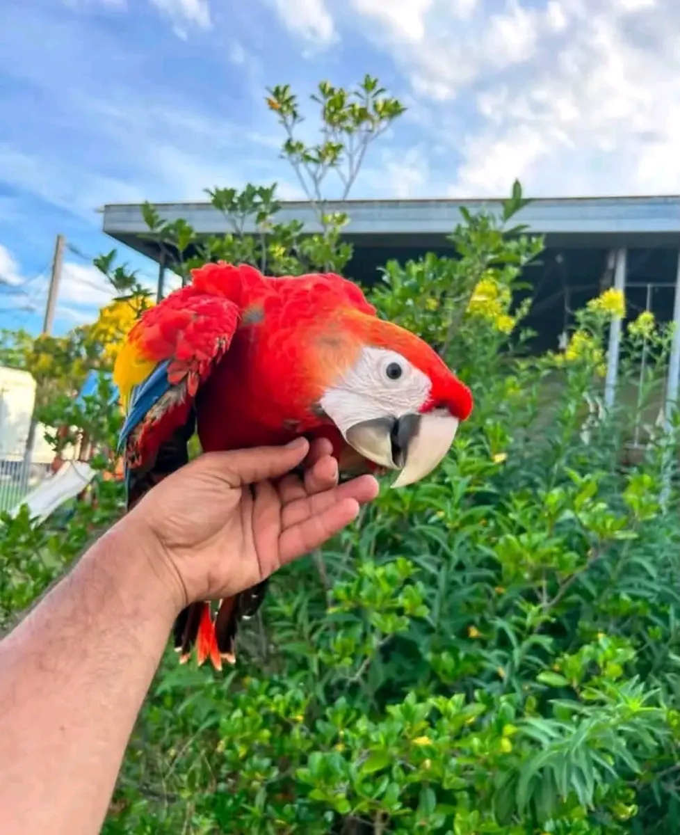 Scarlet Macaw parrot available 