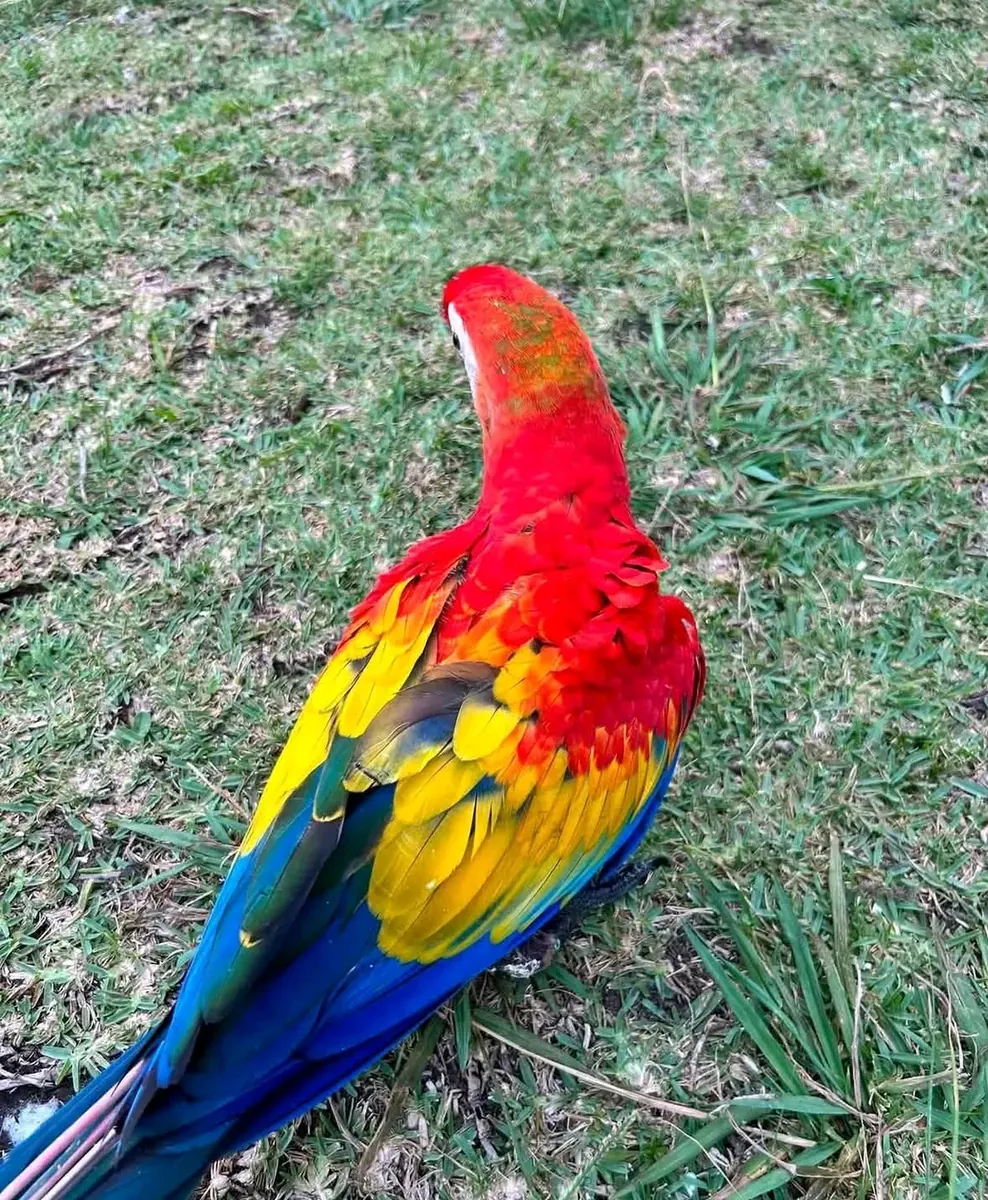 Scarlet Macaw parrot available 