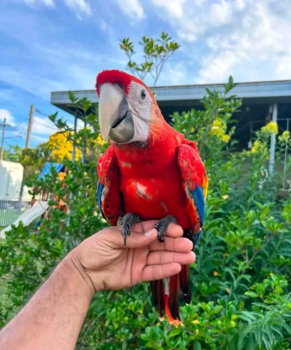 Scarlet Macaw parrot available 